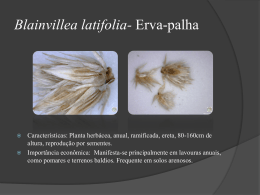 Blainvillea-latifolia-Erva-palha