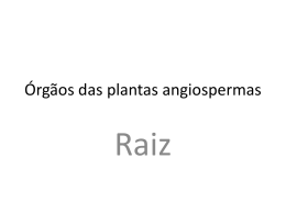 Órgãos das plantas angiospermas - Colégio Passionista São Paulo