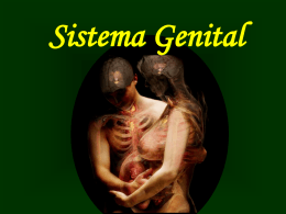Sistema Genital Feminino Funções