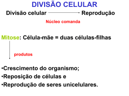 Divisão Celular