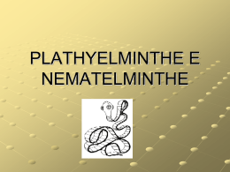 Plathyhelminthe e Nematelminthe