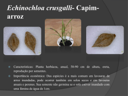 Echinochloa-crusgalli-Capim-arroz