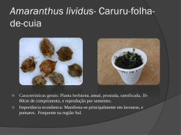 Amaranthus-lividus-Caruru-folha-de-cuia