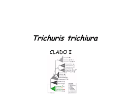 Adultos de Trichuris trichiura