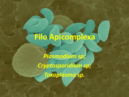 Filo Apicomplexa