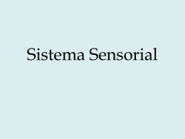 Aula Sistema Sensorial