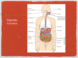 Sistema digestório