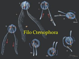 Ctenophora