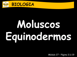 moluscos-e-equinodermos