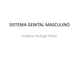 sistemas genital masculino