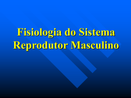 Fisiologia do Sistema Reprodutor Masculino