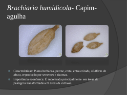 Brachiaria-humidicula-Capim-agulha