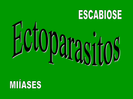 Quem são os insetos ectoparasitos?