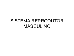 sistema reprodutor masculino