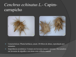 Cenchrus-echinatus-L-Capim-Carrapicho