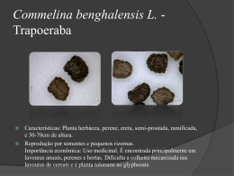 Commelina-benghalensis-L-Trapodeira