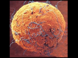 óvulos centrolécitos