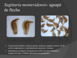 Sagittaria montividensis- aguapé de flexa