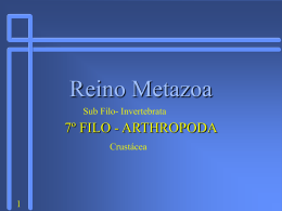 7_Filo_Artropoda_Crustacea