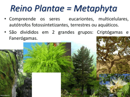 Reino Plantae Metaphyta (1394176)