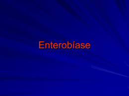 Enterobius vermiculares - Universidade Castelo Branco