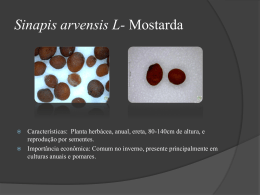 Sinapis-arvensis-L-Mostarda