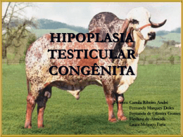 HIPOPLASIA TESTICULAR CONGÊNITA