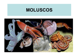 moluscos aquáticos.