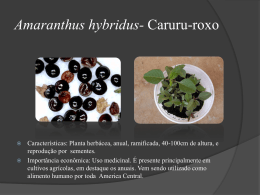 Amaranthus-hybridus-Caruru