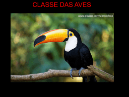 Aves - Escola Rainha do Brasil