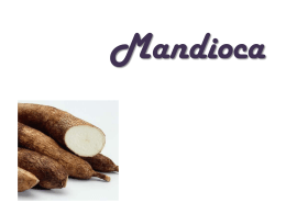 Mandioca - prof-nair