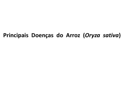 Principais Doen&ccedil;as do Arroz