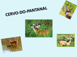 CERVO-DO-PANTANAL