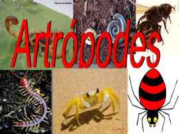 Artrópodes - Escola Rainha do Brasil