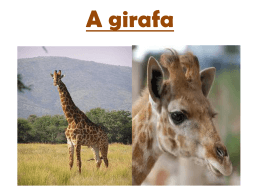 Bruna S_girafa