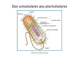 Dos unicelulares aos pluricelulares