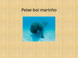 Peixe-boi Marinho