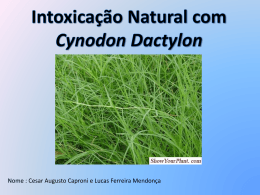 cynodon-intoxicacao
