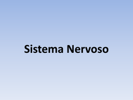 Divisões do sistema nervoso