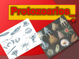 protozoarios - Curso e Colégio Acesso