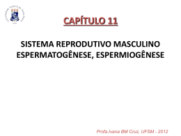 AULA 11 SISTEMA REPRODUTIVO MASCULINO - bionline-ufsm