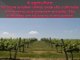 vinhas_ana_catarina_carolina