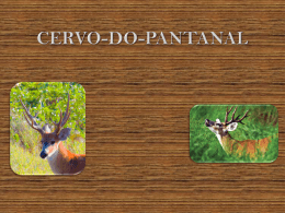 Cervo do Pantanal
