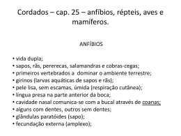 Cordados * cap. 25 * anfíbios, répteis, aves e mamíferos.