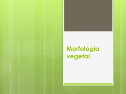 Morfologia vegetal