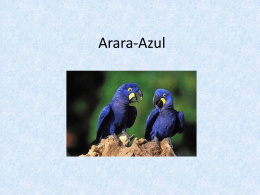 Arara-azul