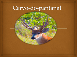 Cervo do Pantanal