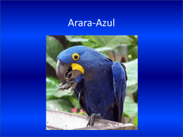Arara-azul