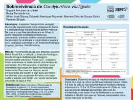 Sobrevivência de Condylorrhiza vestigialis Mayara