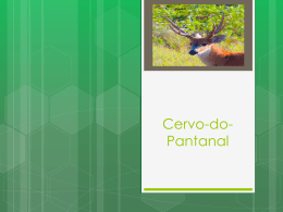 Cervo-do-pantanal